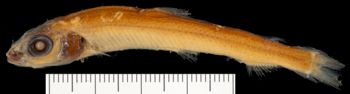 Media type: image;   Ichthyology 57843 Aspect: Lateral,description